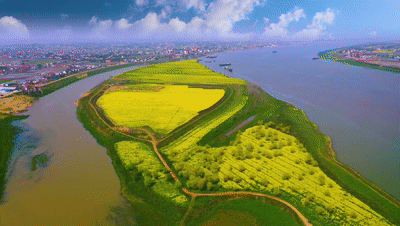 甄皮洲油菜花_湘江江心岛旅游_八卦洲网红打卡-